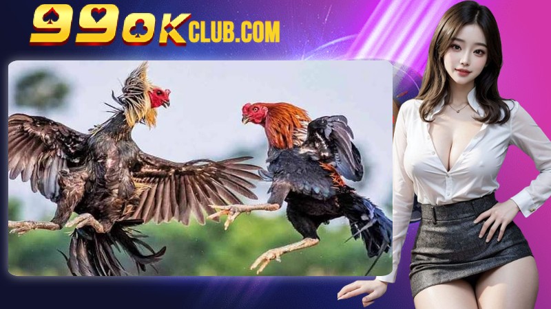 Quy tắc cơ bản trong trận chiến đá gà mà bạn cần biết